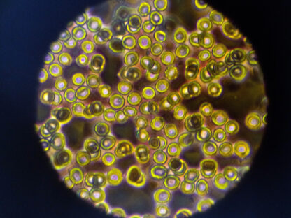 photo of micro cells