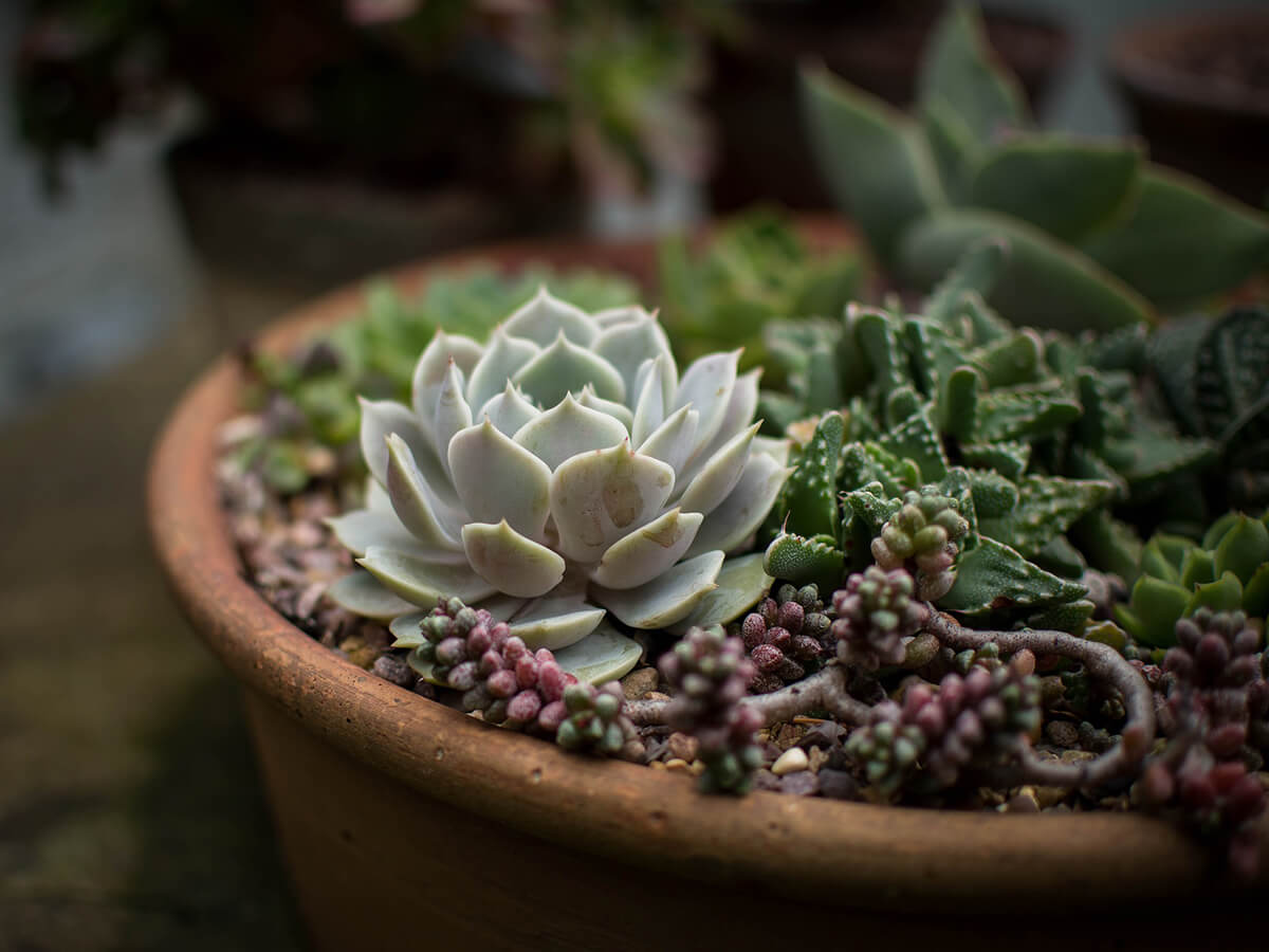 Photo of a succulent plant.