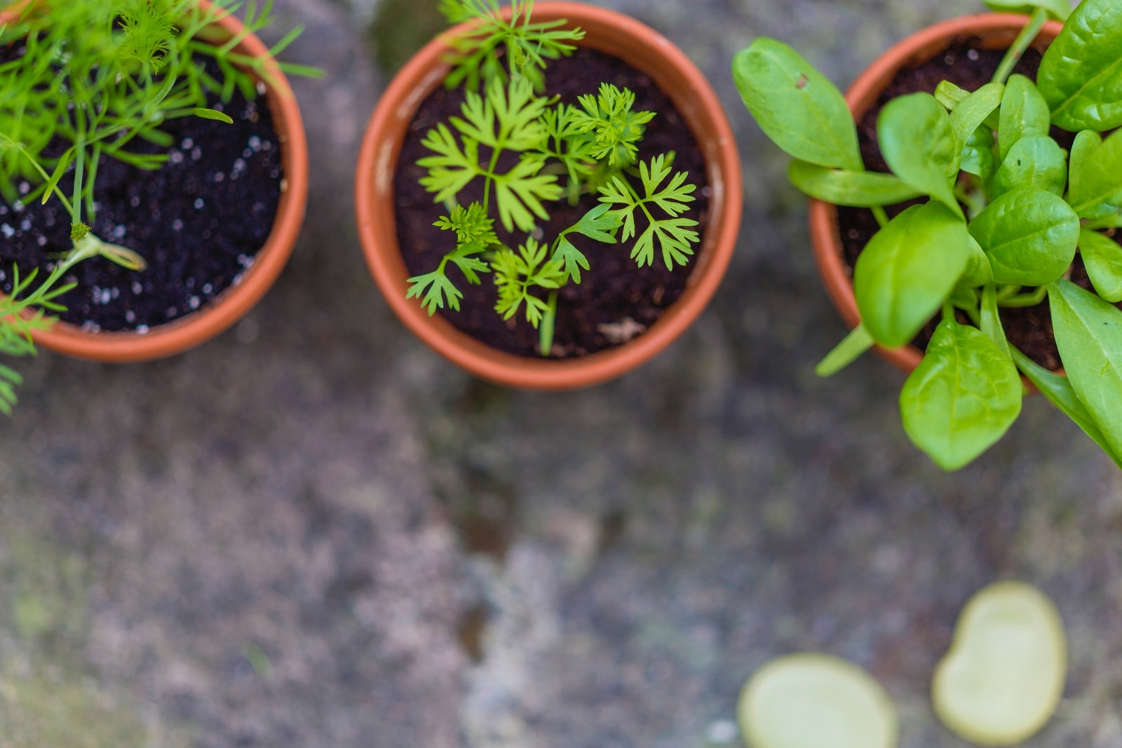 Design and Create Your Own Indoor Herb Garden for Seniors