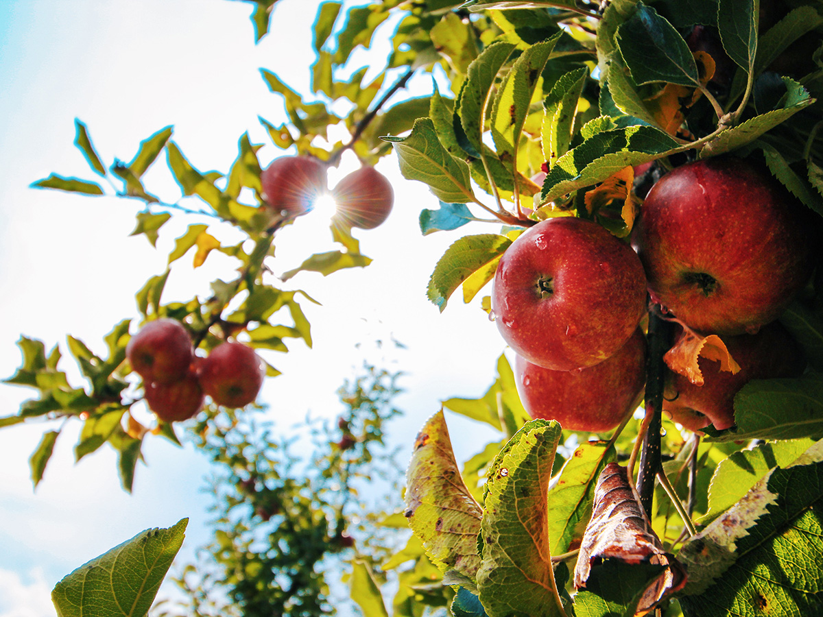 Red Apples on Tree