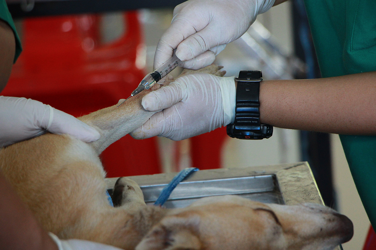 Veterinary Technician National Exam Preparation