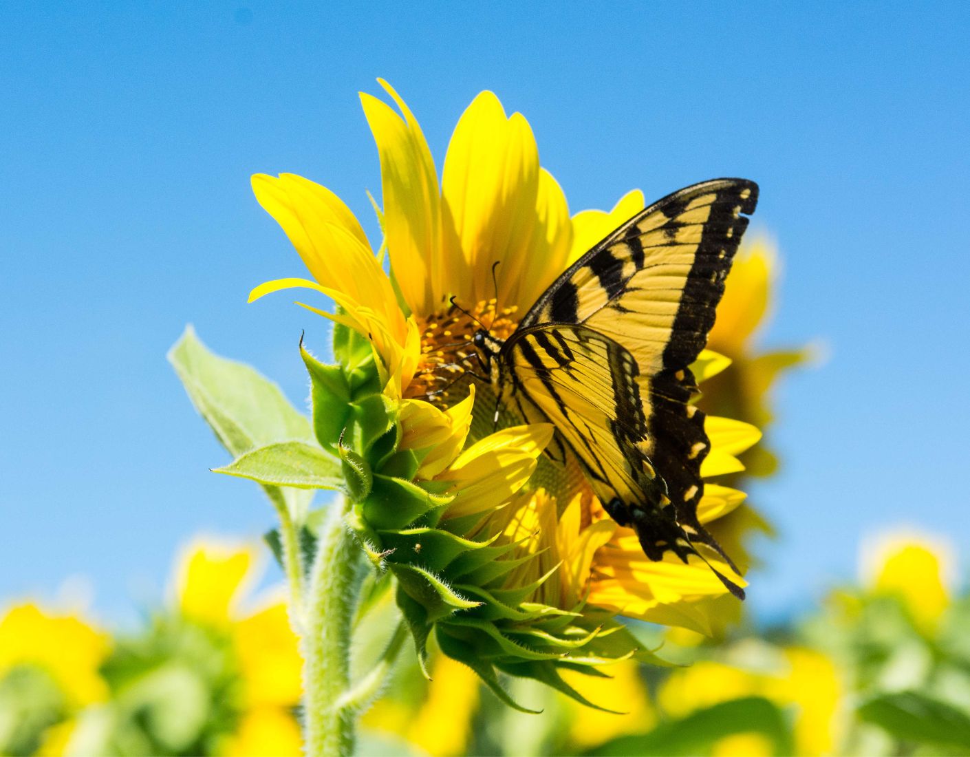 Pollination, Insects & Disease