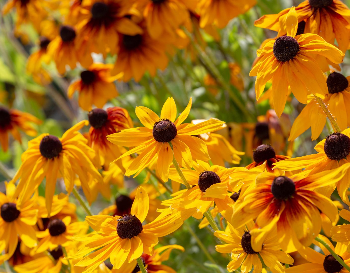 Perennials