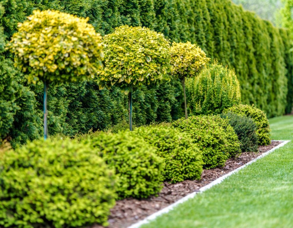 Trees and Shrubs for the Home Gardener Continuing Education and